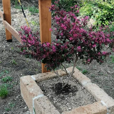 In Campagna * La Spezia